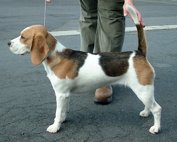 Beagle | Rassen Honden
