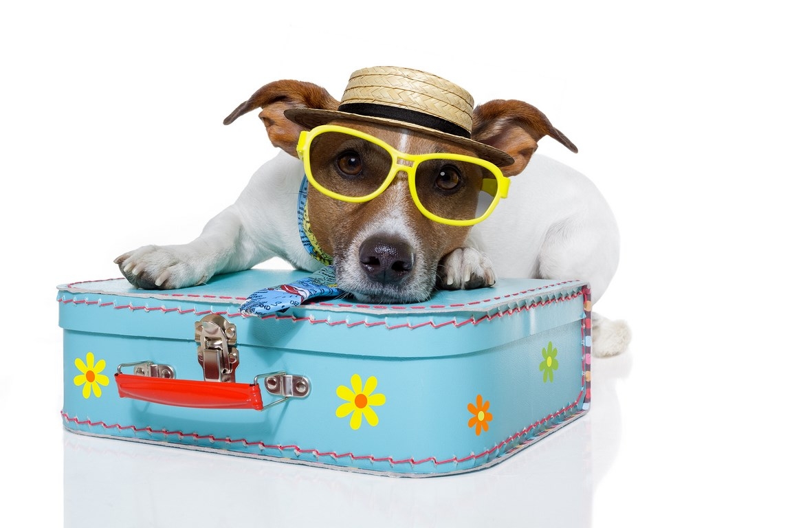 Omzet Relativiteitstheorie luchthaven Met honden op vakantie. | Algemene informatie | Honden & Hondenrassen