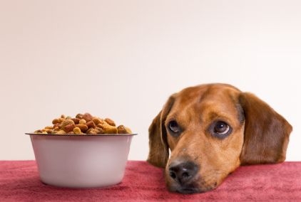 Makkelijker maken kijk in spijsvertering Honden en eten | Opvoeding en gedrag | Honden & Hondenrassen