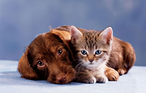 Kat en hond | Opvoeding en gedrag | & Hondenrassen