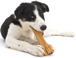 Messing Ijzig spellen Een bot kopen voor de hond | Opvoeding en gedrag | Honden & Hondenrassen