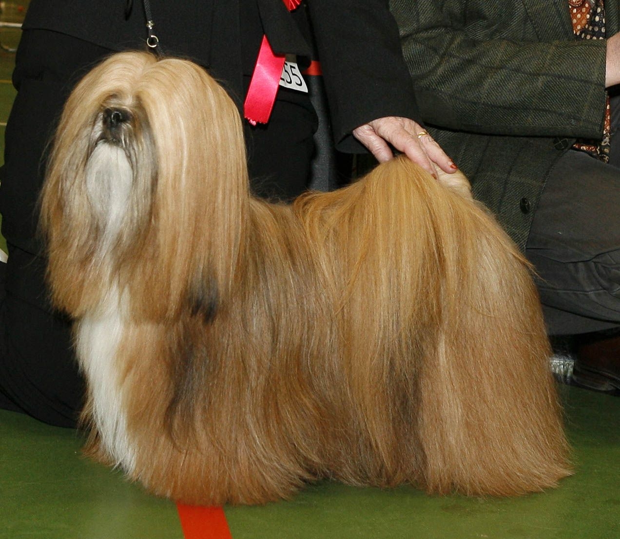 Image result for hondenras show extreem veel haar