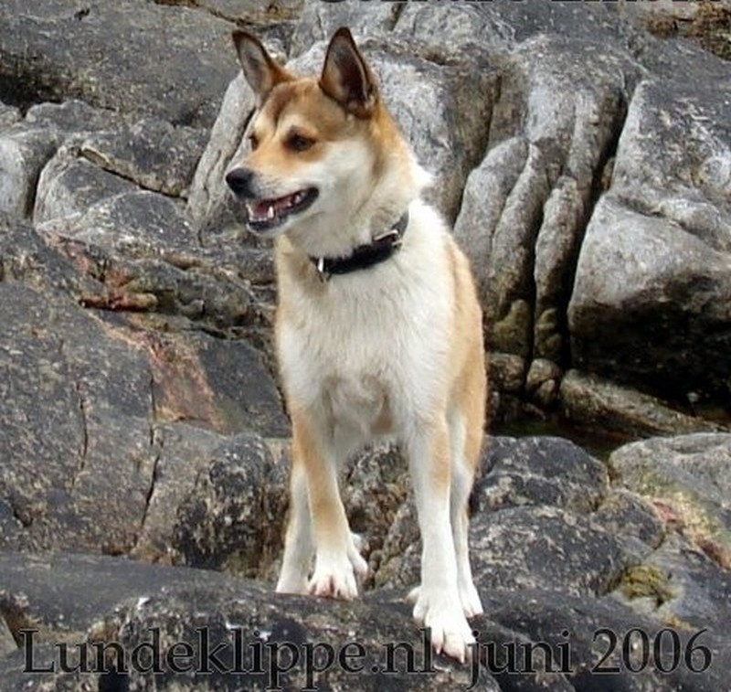Buiten adem Leeuw Specialist Noorse lundehond | Rassen | Honden & Hondenrassen