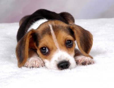 kloon beweeglijkheid toonhoogte Een pup kopen | Puppy's | Honden & Hondenrassen