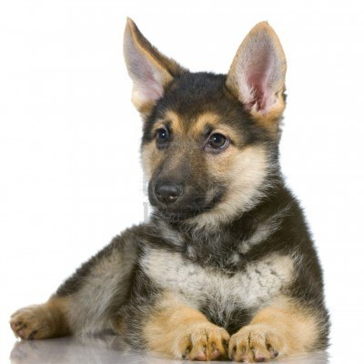 Marty Fielding snor Verplaatsing Wel of niet een hondje kopen? | Nieuws | Honden & Hondenrassen