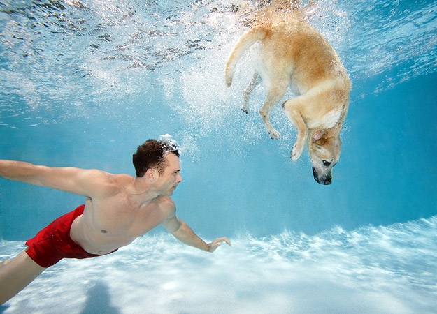 Zwemmen je hond | Opvoeding en gedrag | & Hondenrassen